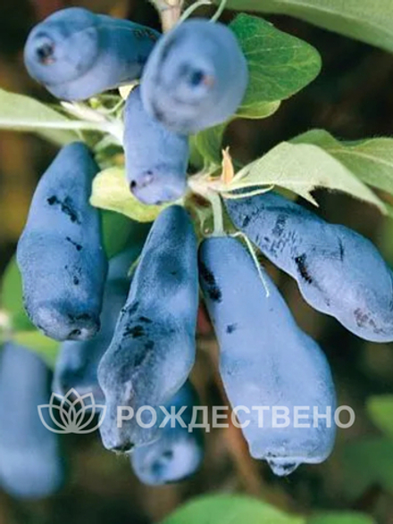 Жимолость Лучезарная