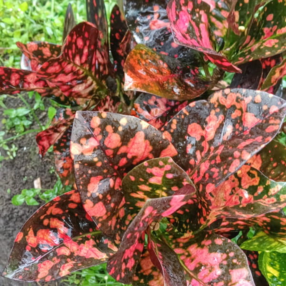 Кротон BERLIAN