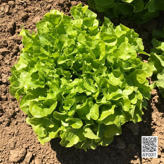 Кирибати семена салата дуболистного (Rijk Zwaan / Райк Цваан) в поле – фото 8