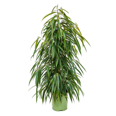 Фикус Orangery ficus binn alii 27/150