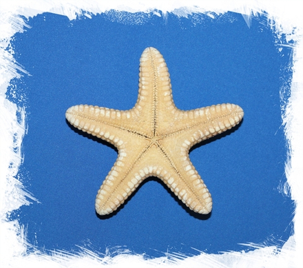 Морская звезда Астеродискус 10 -12,5 см.