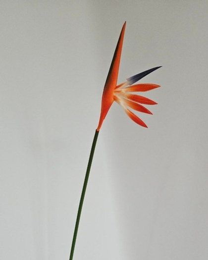 Цветок стрелиции / Арт 2192