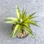 Сансевиерия CHAIYO VAR s.L