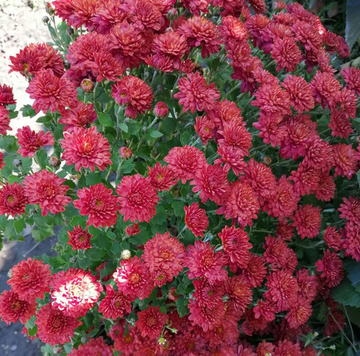 Хризантема шаровидная № 16