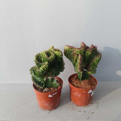 Эуфорбия Лактеа кристата микс