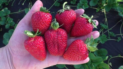 Клубника ремонтантная Альбион (ОКС)