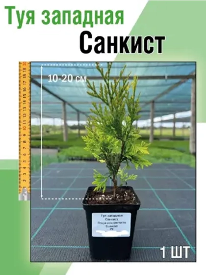 Туя саженец западная Санкист хвойные деревья