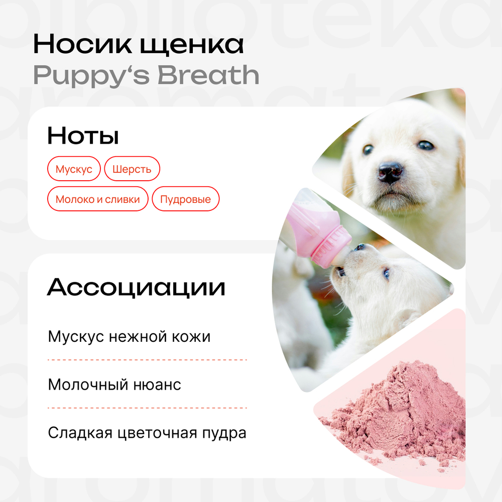 Носик щенка