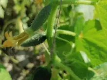 БЬЕРН F1 семена огурца (Enza Zaden | Alexagro)