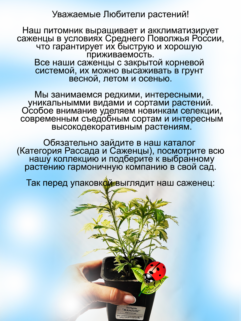 Полынь Жанлим вариегатная пёстролистная