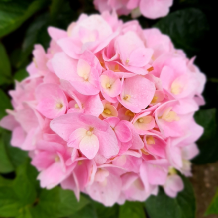 «Софт Пинк Сальса» («Soft Pink Salsa») крупнолистная гортензия