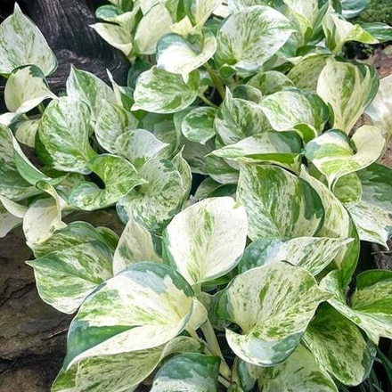 Эпипремнум AUREUM MANJULA