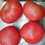 Пинк Мэджик F1 семена томата индетерминантного (Sakata / Саката)