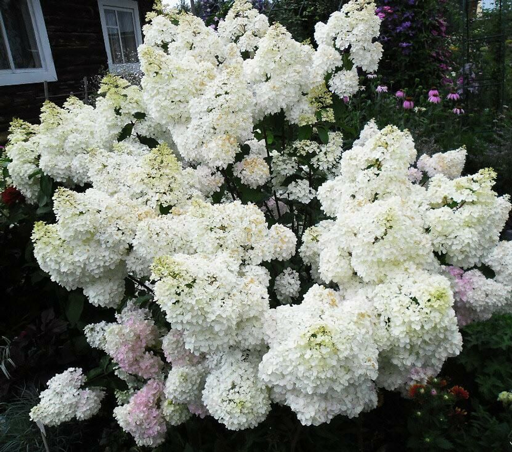 Гортензия метельчатая Грандифлора C2 20-30