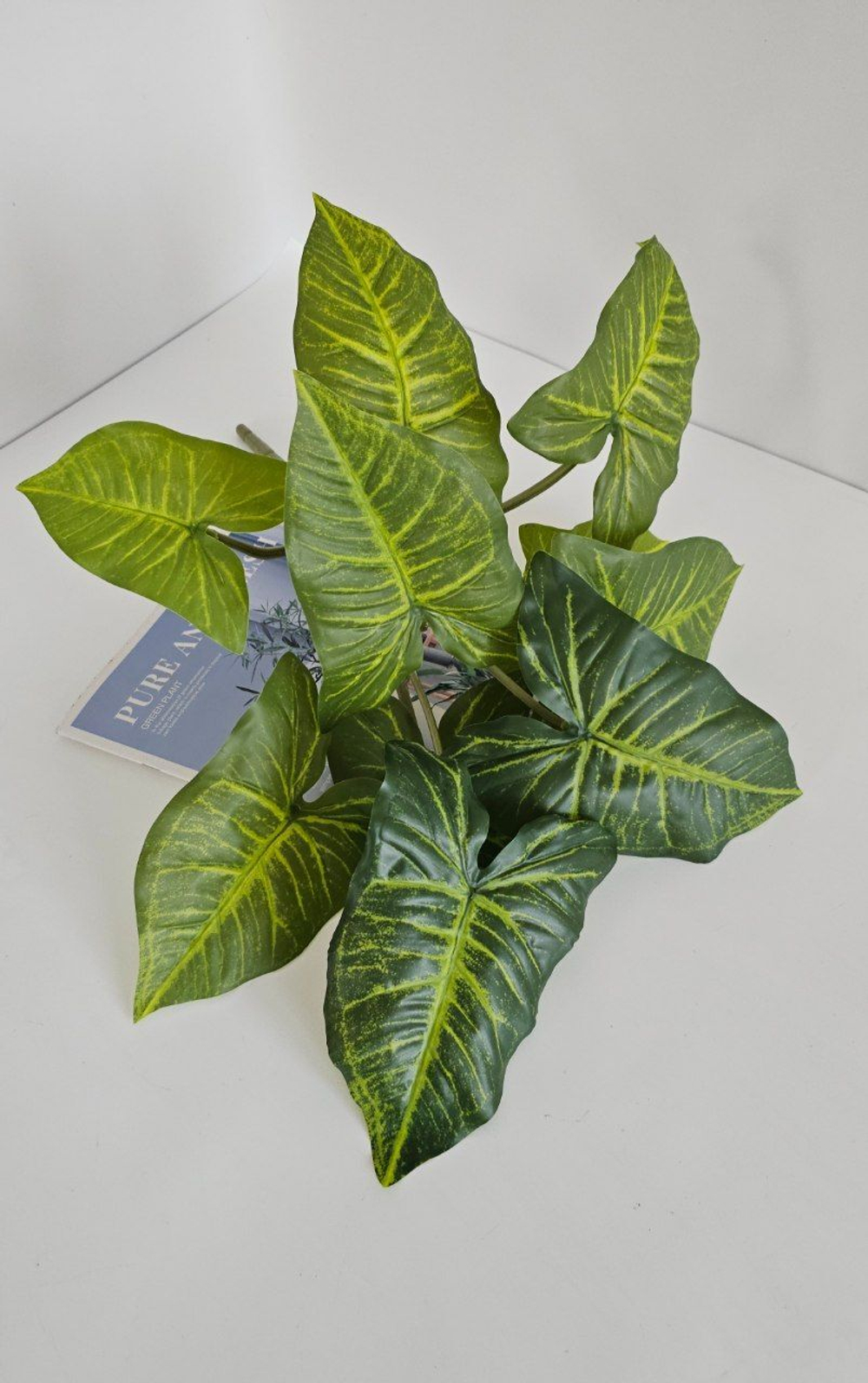 Калатея / Арт 6087