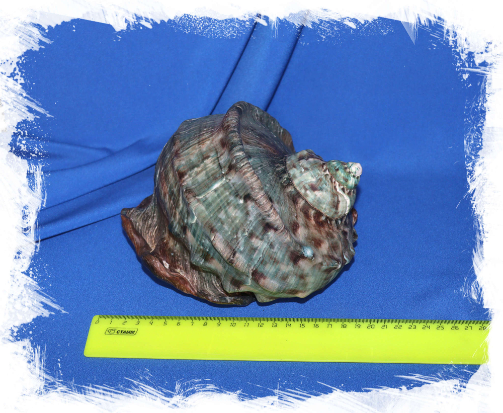 Турбо марморатус (Turbo marmoratus) 19 см.