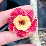 Адениум CAMEL