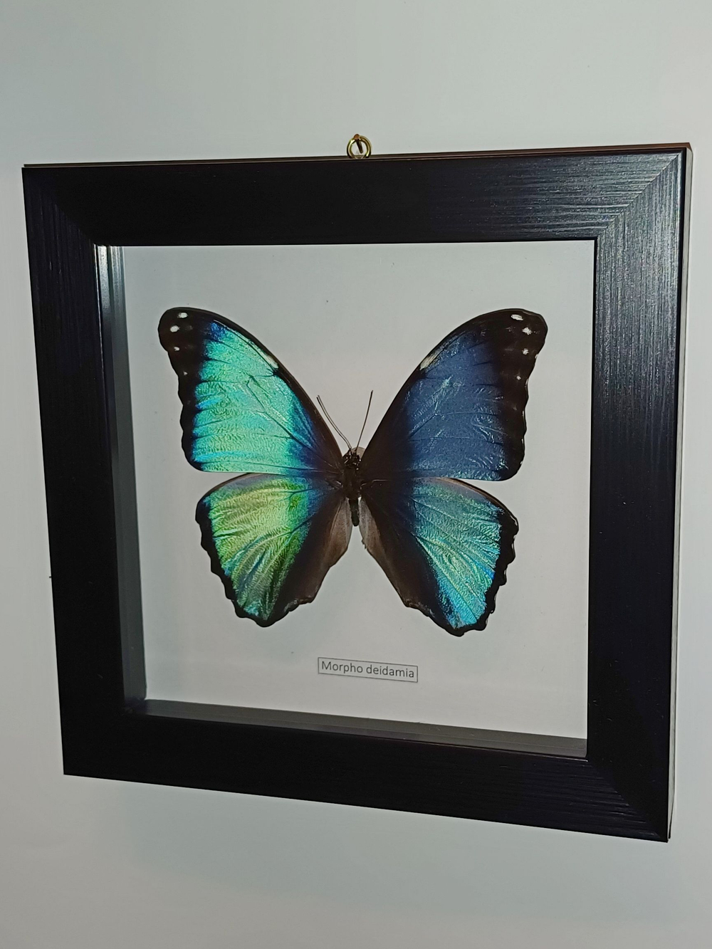 Бабочка Morpho deidamia самец в рамке