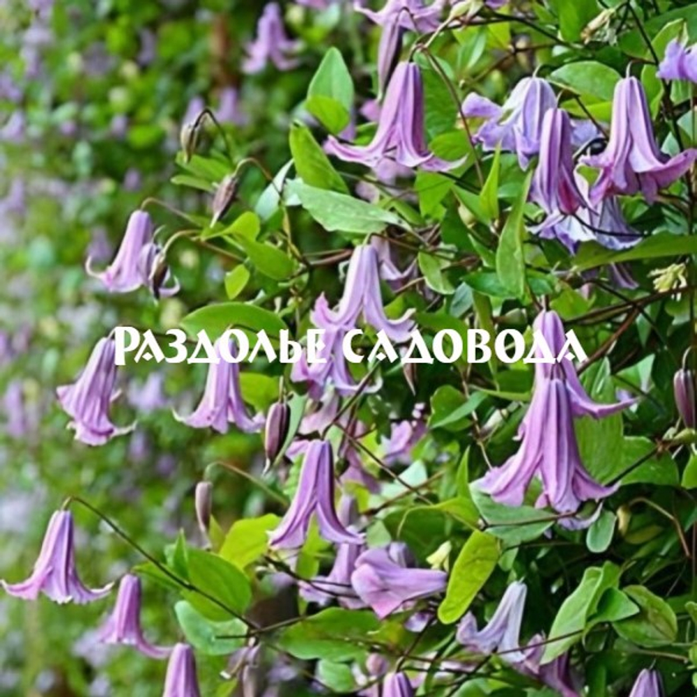 Клематис витицелла Фейри Беллс