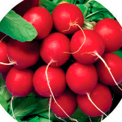 ФЛОРЕЛЛА F1 семена редиса (Hazera | Хазера)