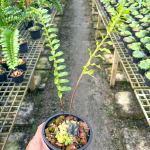 Леканоптерис YELLOW TIP