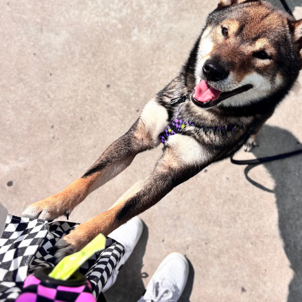 Шлейка Lav Flash+Neon Riot