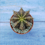 Gymnocalycium Friedrichii (Гимнокалициум)