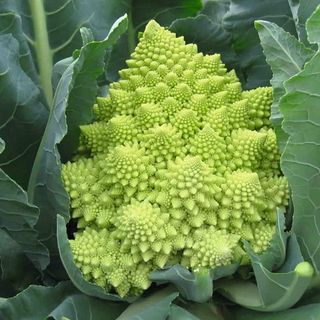 Капуста цветная Вероника F1  2500 (семян)