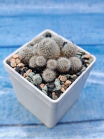 Rebutia Elyosa (Ребуция)