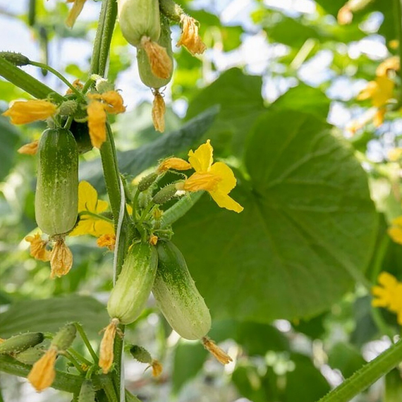 Квирк F1 семена огурца партенокарпического (Rijk Zwaan / ALEXAGRO) культура – фото 2