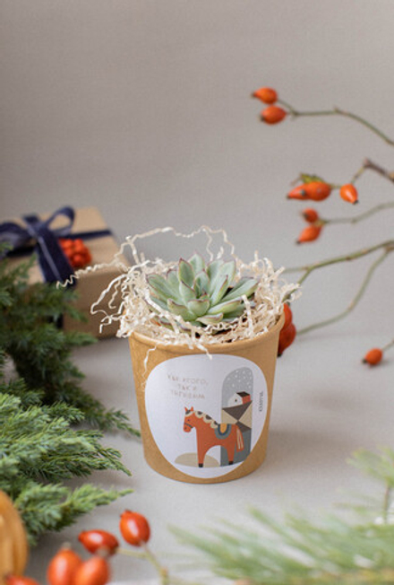 Суккулент в праздничном стаканчике