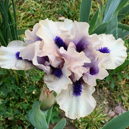 Ирис карликовый Тикет Бу