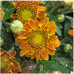 Хризантема мультифлора Precocita R Mandarine 🌺 м.96 (нет в наличии)