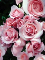 Роза спрей Пинк Иришка