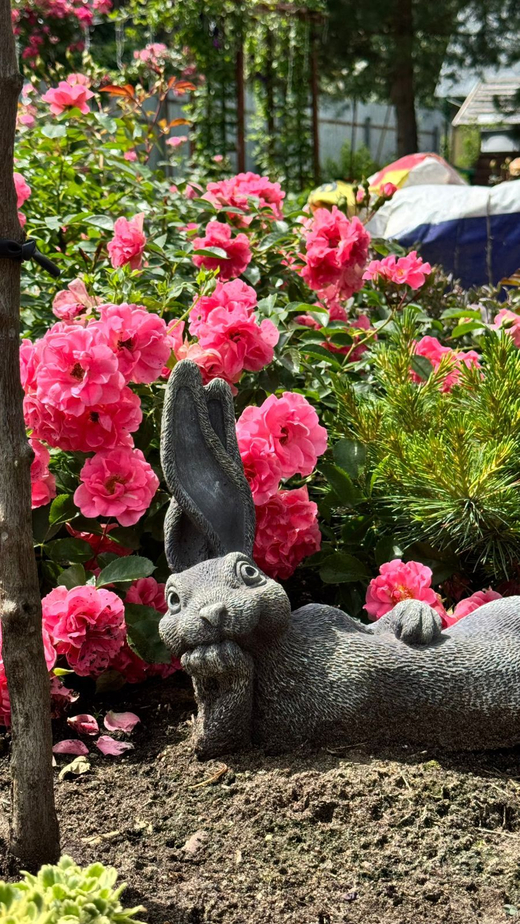 Роза Шусс штамб 130-140 см Закупка М21 весна 2026