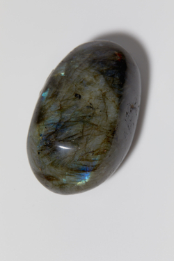 Лабрадор палмстоун M