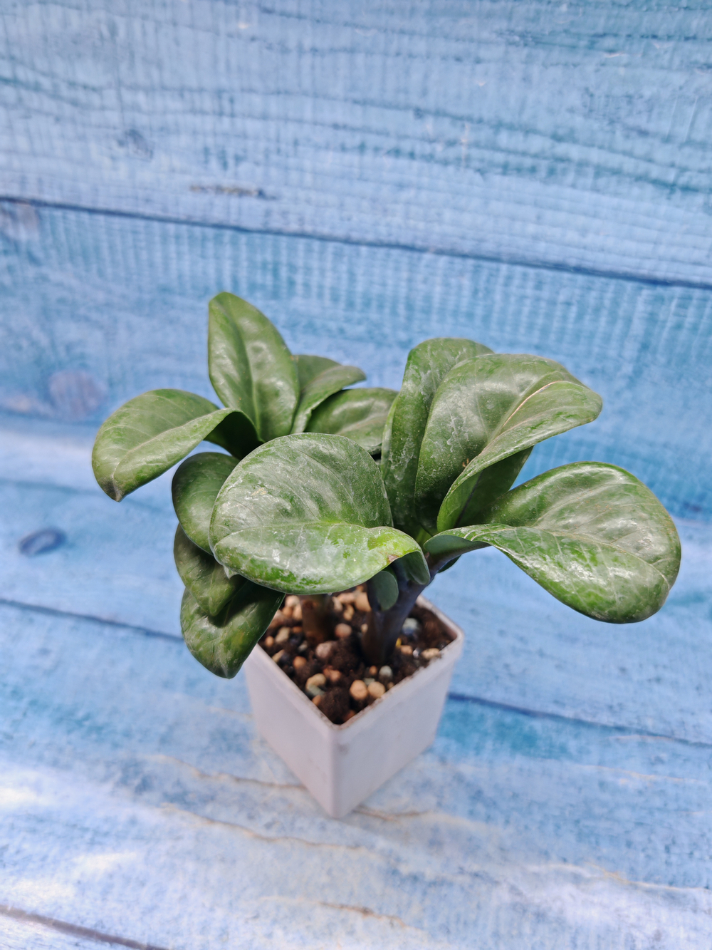 Zamioculcas Zenzi (Замиокулькас)