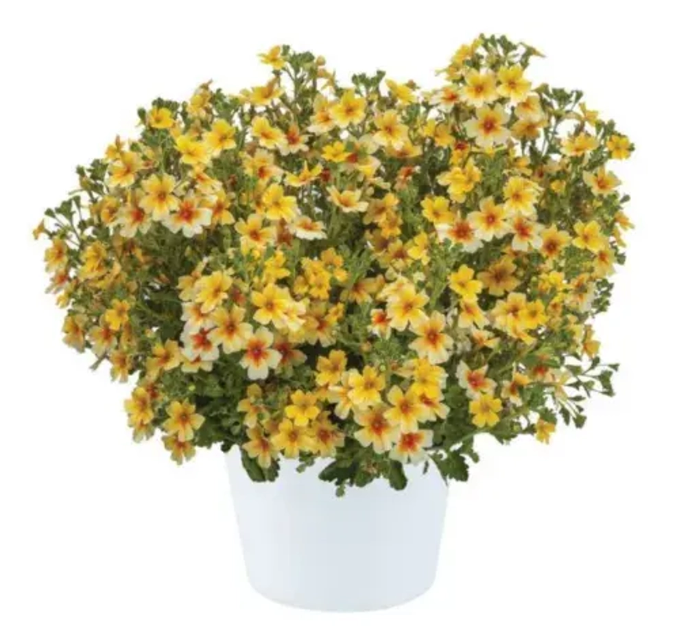 Джеймсбриттения Stardom goldstar