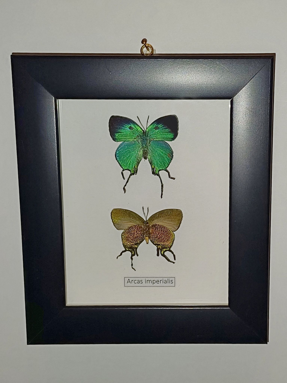 Голубянки Аркасы в рамке