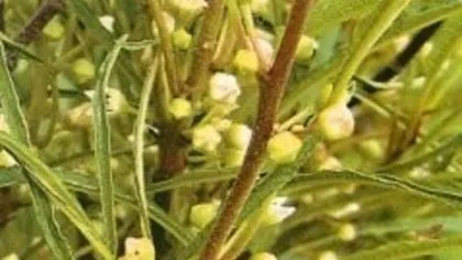 Крушина ломкая (кора)