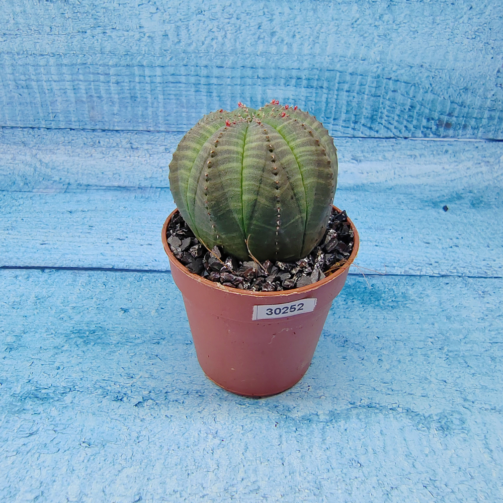 Euphoria Obesa (Эуфорбия)