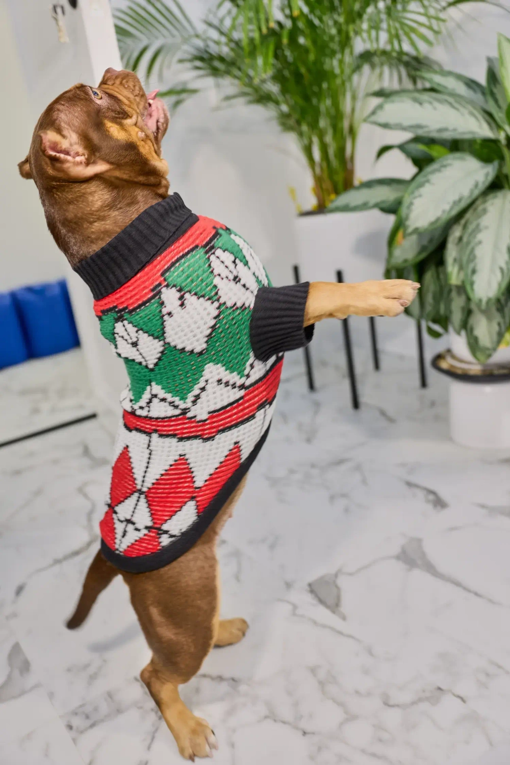 Для собачки