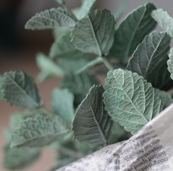 Молд силиконовый для лепки "лист Ежевики" / форма для оттиска листьев гортензии, малины, мяты)