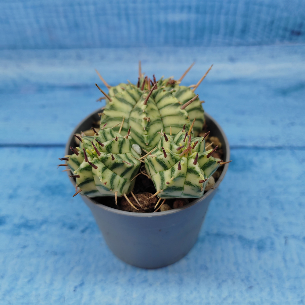 Euphorbia meloformis f. Variegated (Эуфорбия вариегатная)