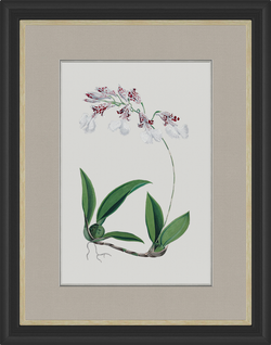 Картина 061 (X)