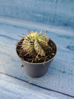 Euphorbia meloformis f. Variegated (Эуфорбия вариегатная)
