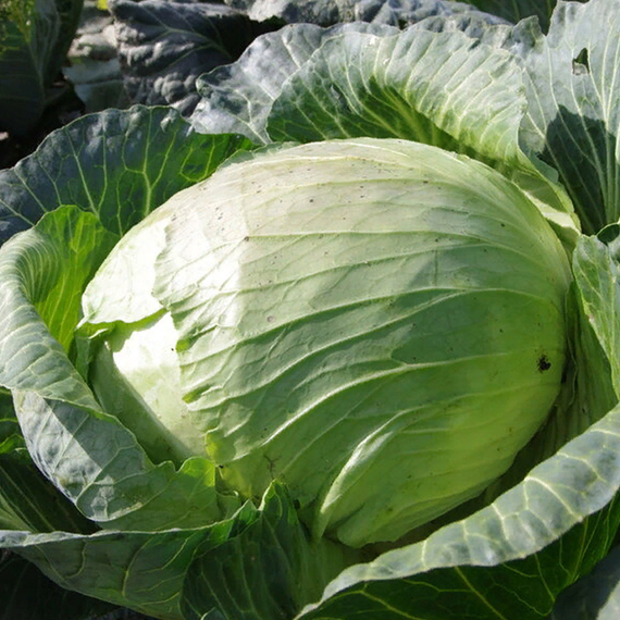 Агрессор F1 семена капусты белокочанной (Syngenta / Сингента) культура – фото 2