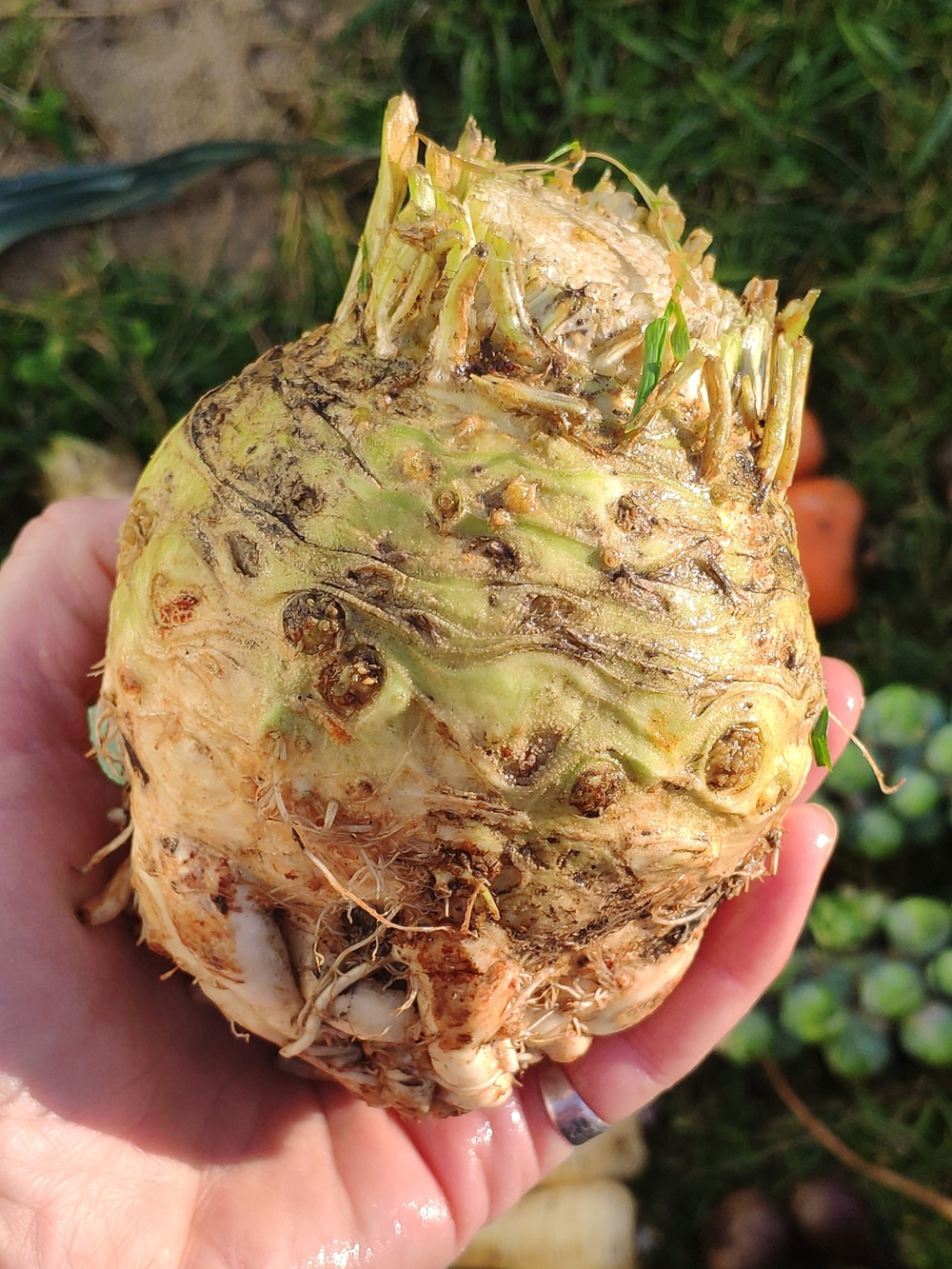 Корень сельдерея чищеный