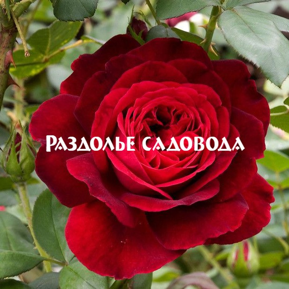 Роза английская Л.Д.Брайтвайт (горшок 4л)