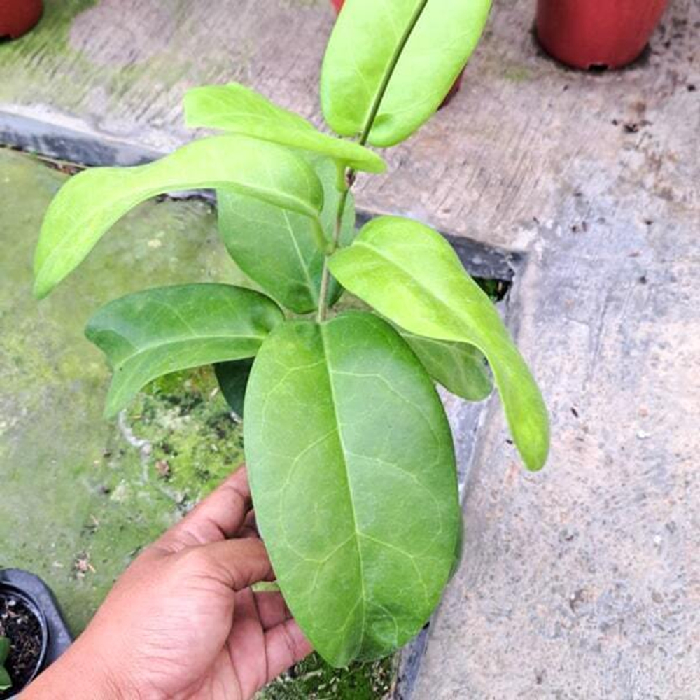 Хойя SP SULAWESI ROUND LEAF
